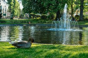 un canard devant le plan d'eau du jardin public